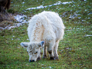 Fototapeta premium Young White Galloway Cow Grazing