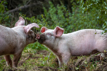 Two 13 week old piglets playing with each other in their enclosure, Image shows the two young Large white crossbreed piglets enjoying each others company