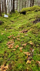 Fototapeta premium Mushrooms chanterelle in the forest 