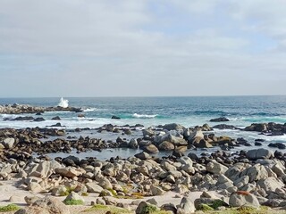 seagulls on the beach