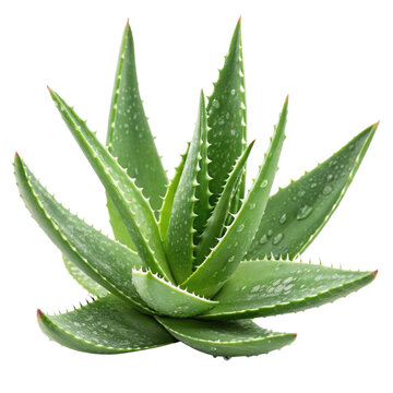 Sabila Aloe Vera Plant Isolated Transparent