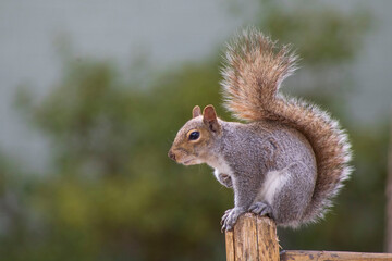 squirrel on post against blurred background
