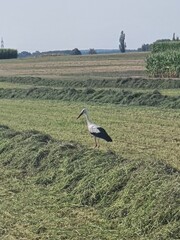Fototapeta premium Storch auf einer abgemähten Wiese zwischen den Schwaden 