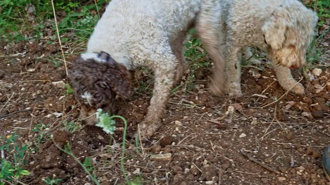 2 dogs of Lagotto Romagnolo, truffle dog, dig in search of truffles. The man helps the dogs to dig the ground too hard. Abruzzo, Italy, Europe