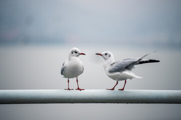 black headed gull