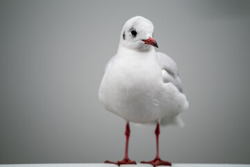 white headed gull