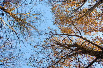 low angle shot of leafless treetops in autumn with blue skies, seasonal background for fall