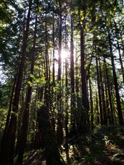 Obraz premium Sunlit Forest Clearing