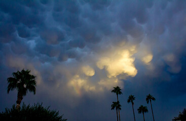 stormy sunset with palms