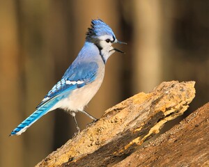 Vibrant blue jay perched on a tree branch in a sunlit forest setting, with its colorful plumage