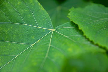 Russia. Saint-Petersburg. Lime leaves in close-up.