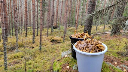 mushroom picking in Swedish forests