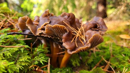 Mushrooms in the forest 