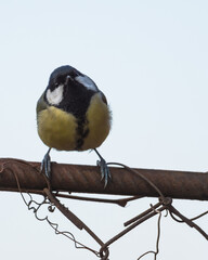 A Cute Great Tit is Sitting on a Wire Fence and Moving Its Head in a Cocky Way towards the Visitors