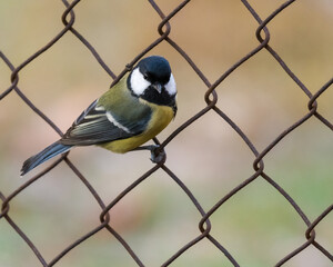 A Great Tit (Parus Major) is Hanging by a Wire Fence in Perfect Balance on a Cold Autumn Day