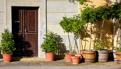 Landscape design and gardening. Plants young trees for the new garden standing in buckets by wall with wooden door. Sunny day.