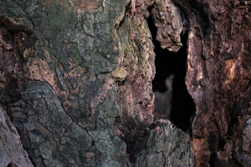 A close up view of aged tree bark showcasing intricate textures and natural patterns