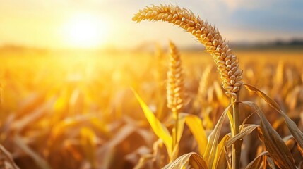 gold corn flower at corn field or maize field at agriculture farm in the morning sunrise	
