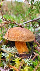 Mushroom in the forest 