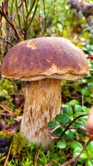 mushroom in the forest, beautiful boletus idulis 