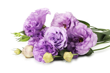 Beautiful violet eustoma flowers with green leaves isolated on white