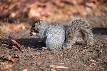 Squirrel feeding