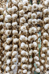 Romania. Bucharest. Bundles of garlic are served at the market.