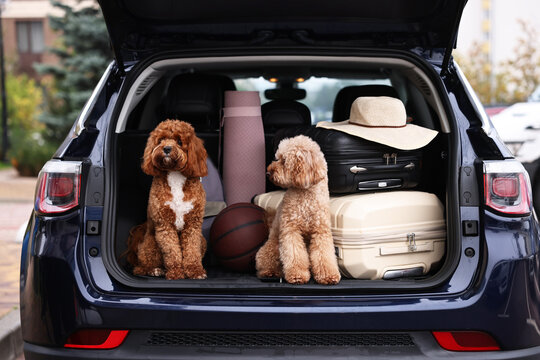 Cute fluffy dogs sitting near suitcases and other stuff in car trunk
