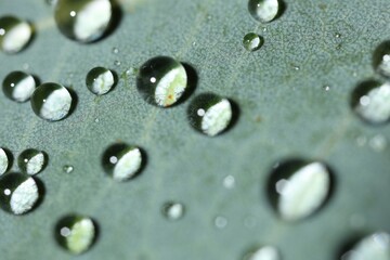 Green leaf with water drops, macro view
