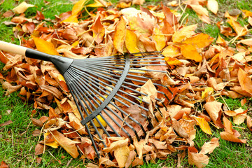 Fan rake and pile of fallen leaves on green grass