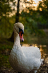 Close-up of a swan near a lake at sunset