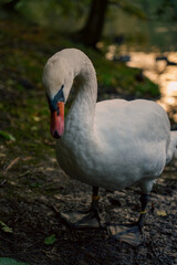 Fototapeta premium Close-up of a swan near a lake at sunset