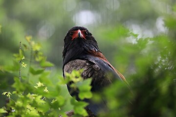 振り向いたダルマワシのポートレート