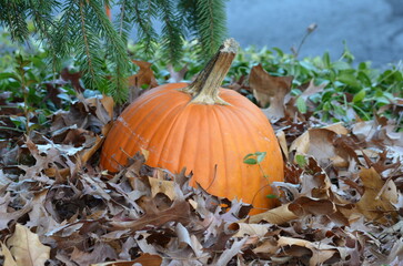 pumpkin in fall leaves