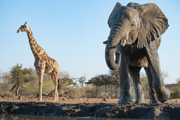 African elephant with a giraffe in the background at a water hole