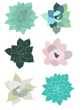 Six Vector Illustrations of Succulents