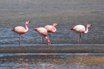 flamingos in the lake