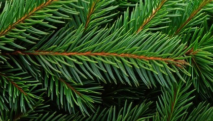 christmas pine tree branches fir texture closeup background widescreen