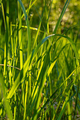 Close-up of sunlit green grass blades in a natural setting