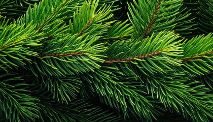 christmas pine tree branches fir texture closeup background widescreen