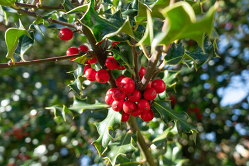 Bright red holly berries on a holly tree branch from below. Often used as natural Christmas decoration.