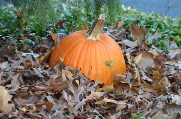 pumpkin on the grass