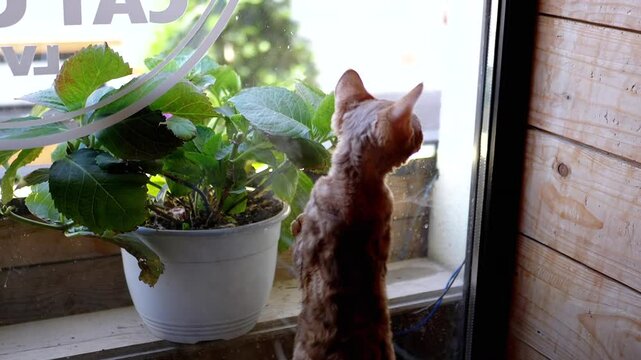 A Devon Rex kitten stands by the window, looking outside with a mix of curiosity and longing. The presence of wires hints at a potential hazard, adding a layer of concern for the pet's safety.