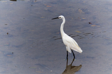Obraz premium A solitary Little Egret wades through shallow water, its elegant white plumage contrasting beautifully with the dark background. The bird's long, slender legs and graceful posture create a sense of tr