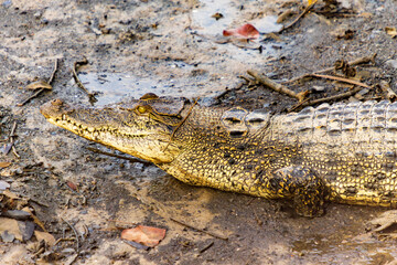 A large crocodile basks in the sun on a muddy riverbank. Its powerful jaws and sharp teeth are a reminder of its formidable nature. 