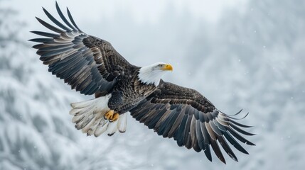 Obraz premium Bald Eagle in Flight Against a Snowy Background