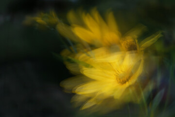 Abstract long exposure photography, moving yellow blossoms of Jerusalem artichoke in the wind...