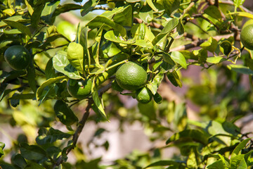 orange tree on a plantation in Rio de Janeiro.