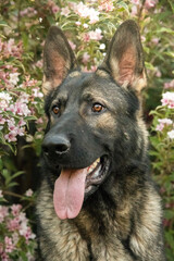german shepherd dog in flowers