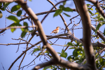 bird in a tree outdoors in rio de janeiro.